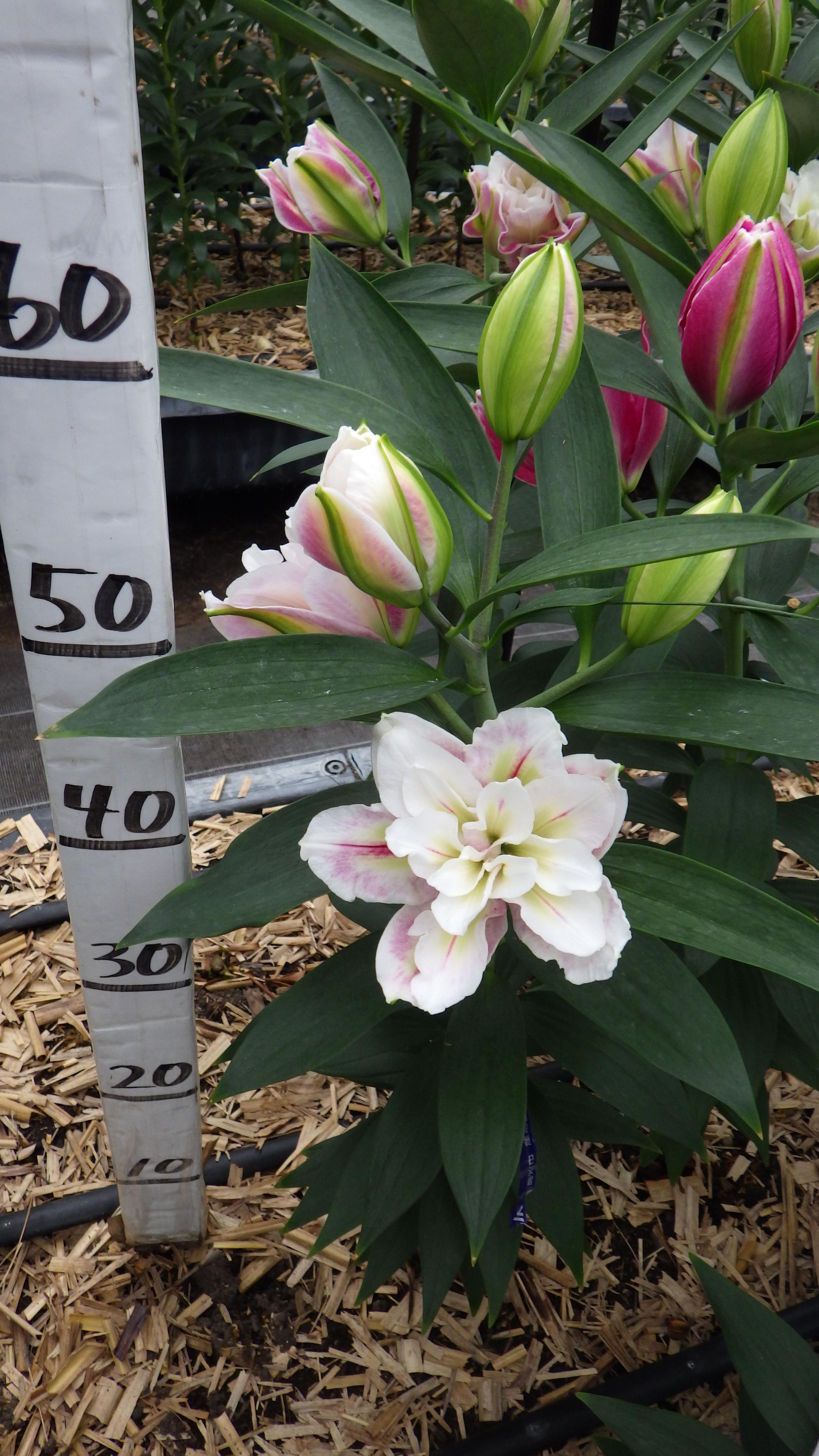 RL ボンジョーラ(八重)